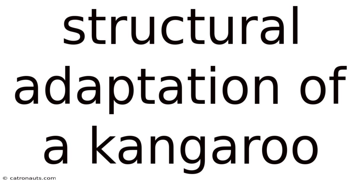 Structural Adaptation Of A Kangaroo