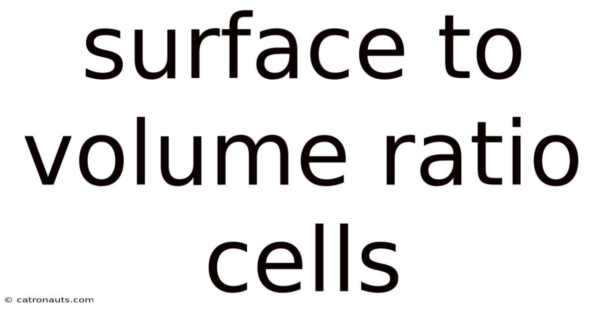 Surface To Volume Ratio Cells