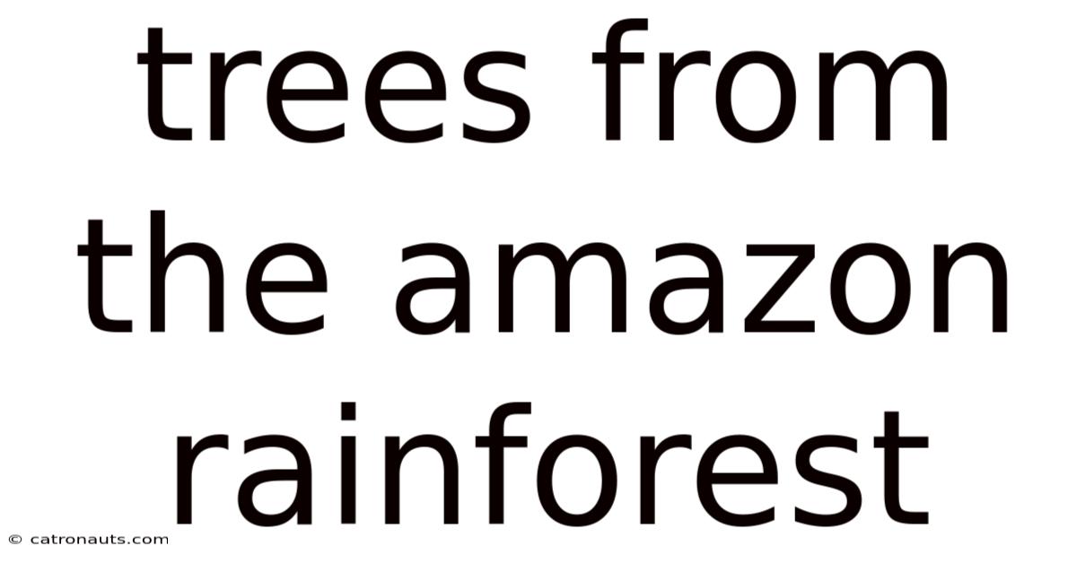 Trees From The Amazon Rainforest