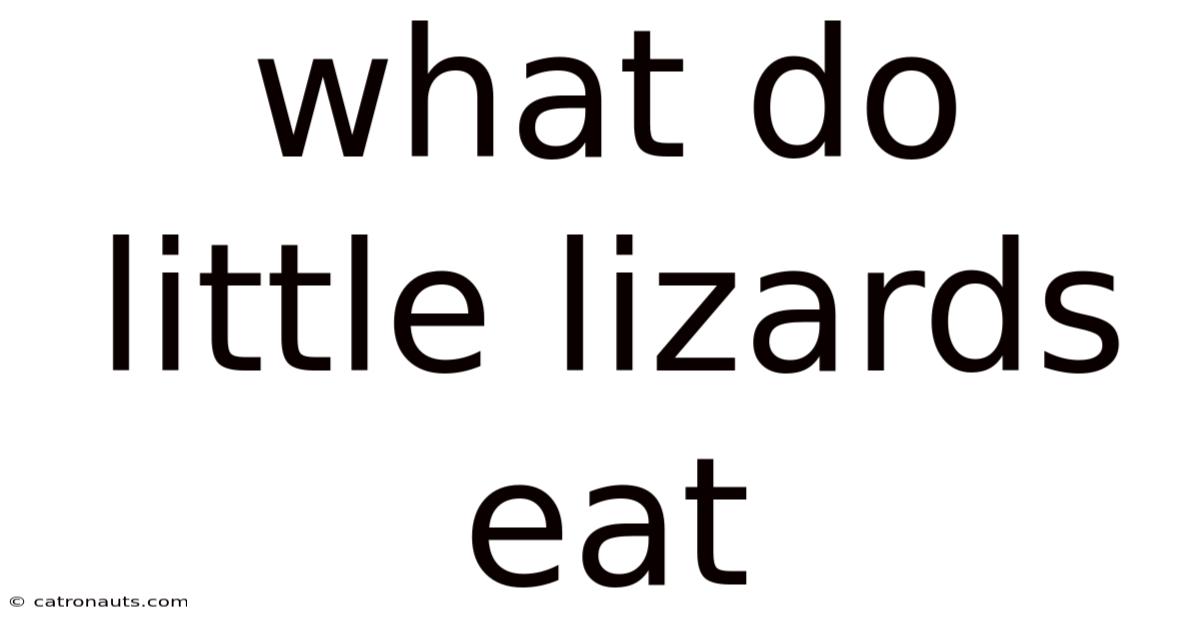 What Do Little Lizards Eat
