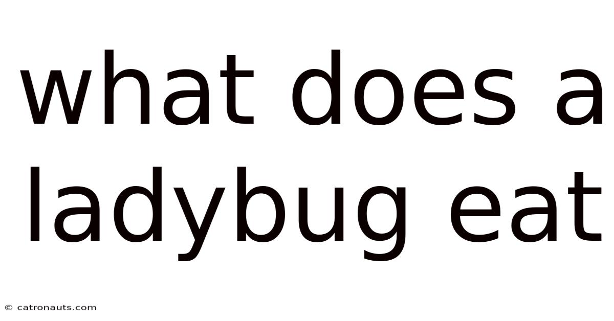What Does A Ladybug Eat