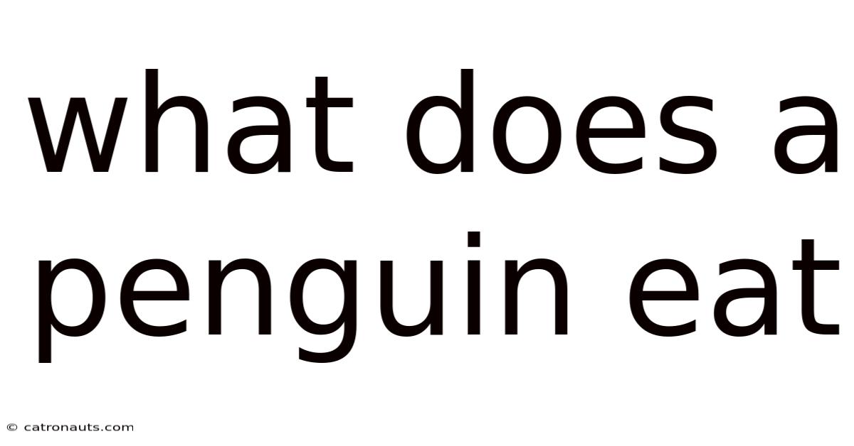 What Does A Penguin Eat