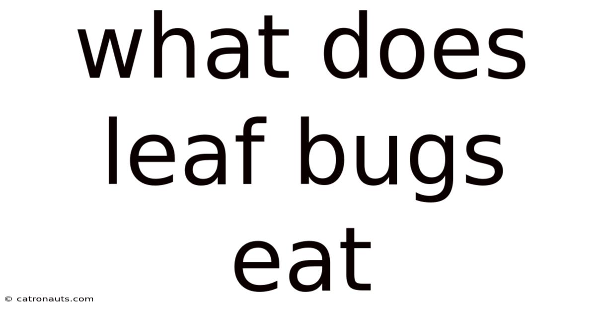 What Does Leaf Bugs Eat