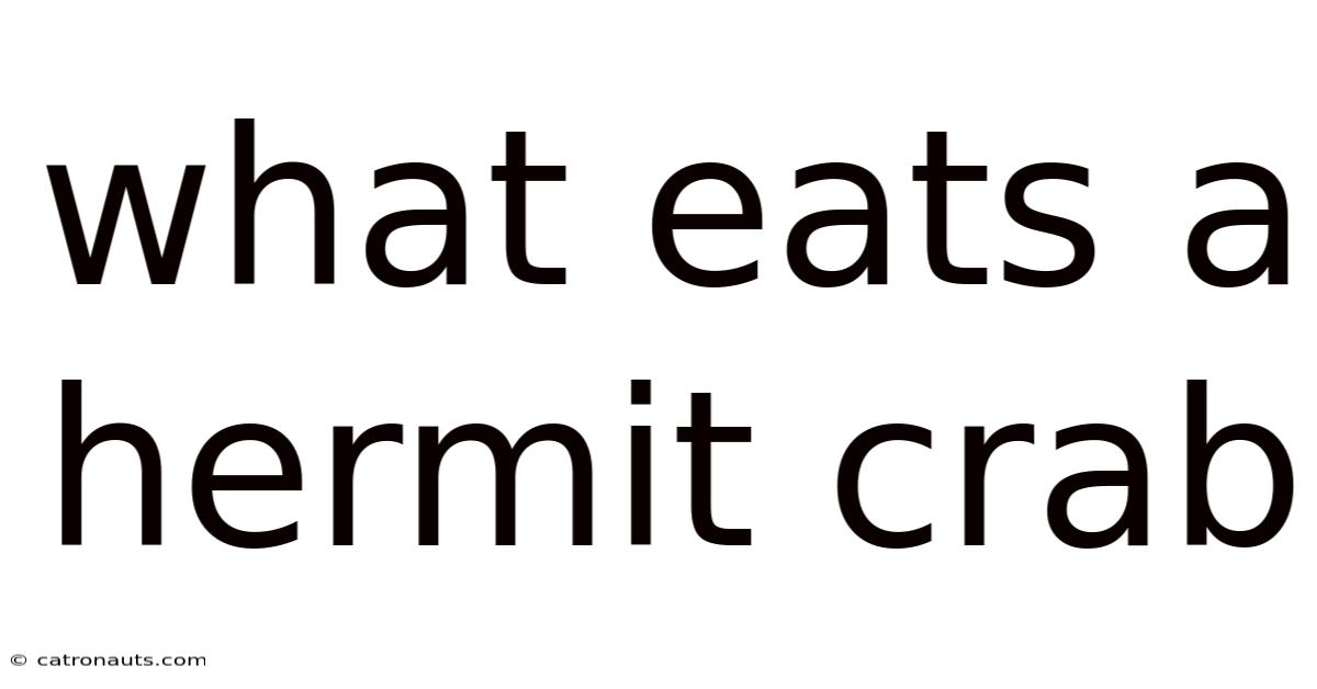 What Eats A Hermit Crab
