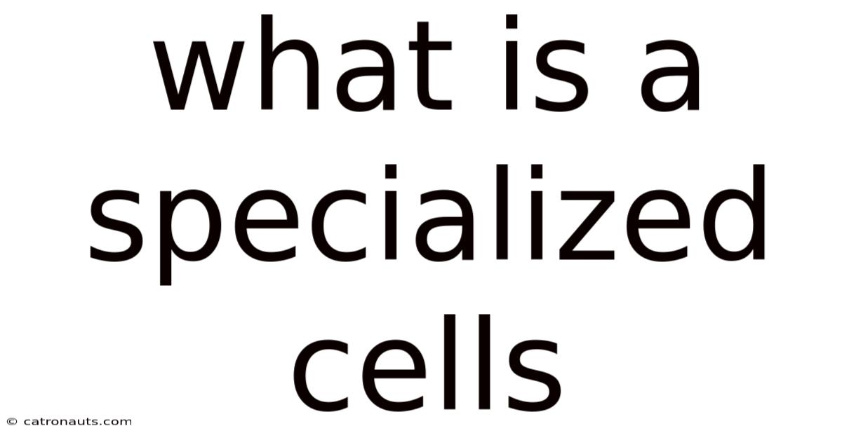 What Is A Specialized Cells