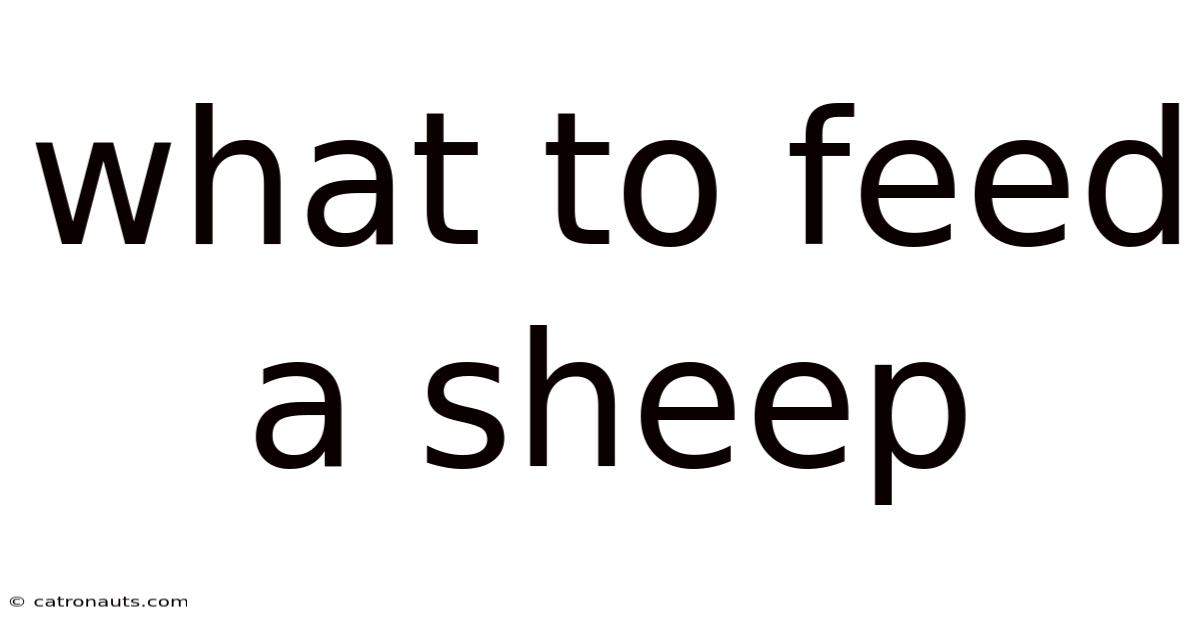 What To Feed A Sheep