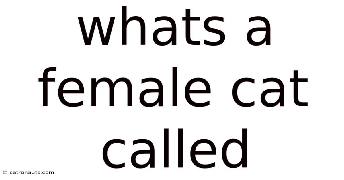 Whats A Female Cat Called