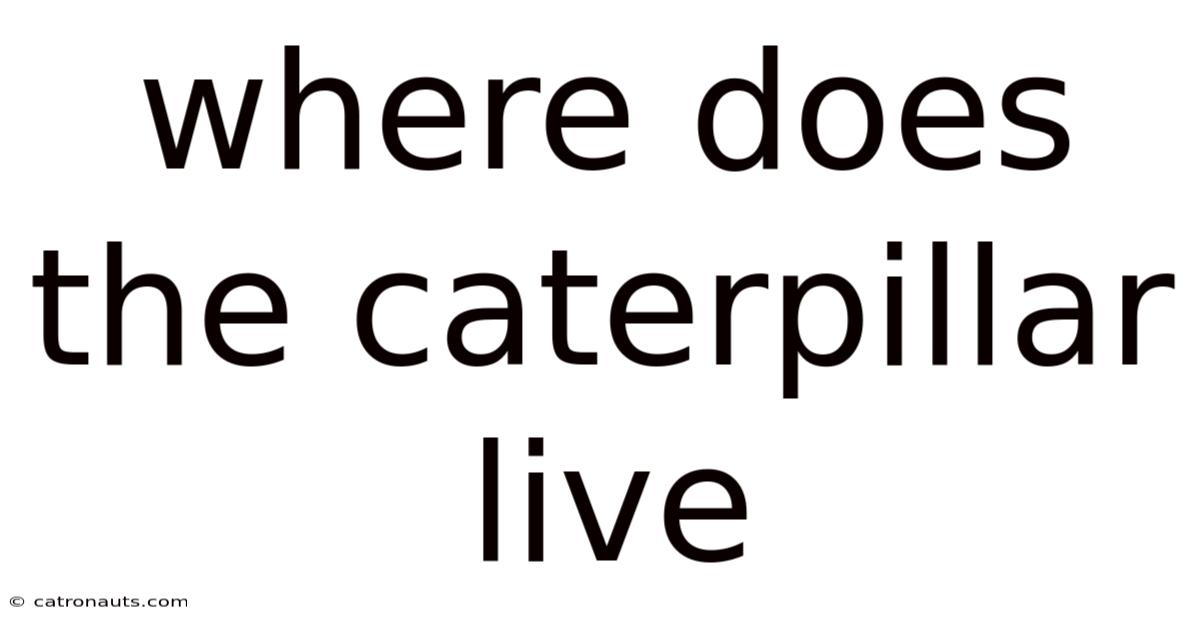 Where Does The Caterpillar Live
