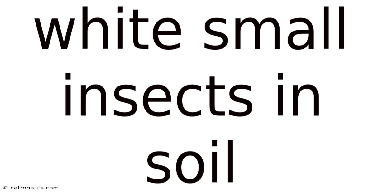 White Small Insects In Soil