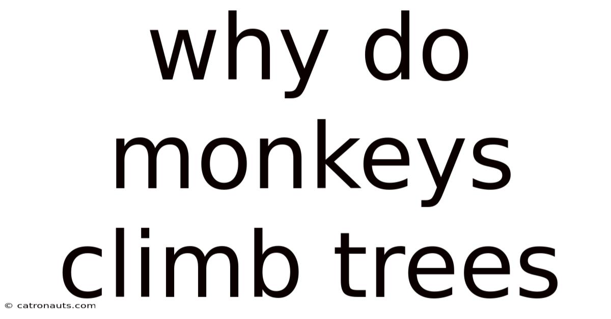 Why Do Monkeys Climb Trees